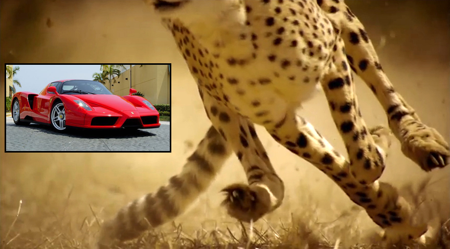 Speed challenge: Animals VS. Cars! Who Wins? | Q Motor
